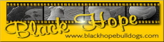 Black Hope, English bulldog breeder in Finland ou Finlande